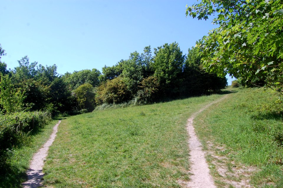 Bevendean Down (Local Nature Reserve), Bevendean (May 2020) (3)