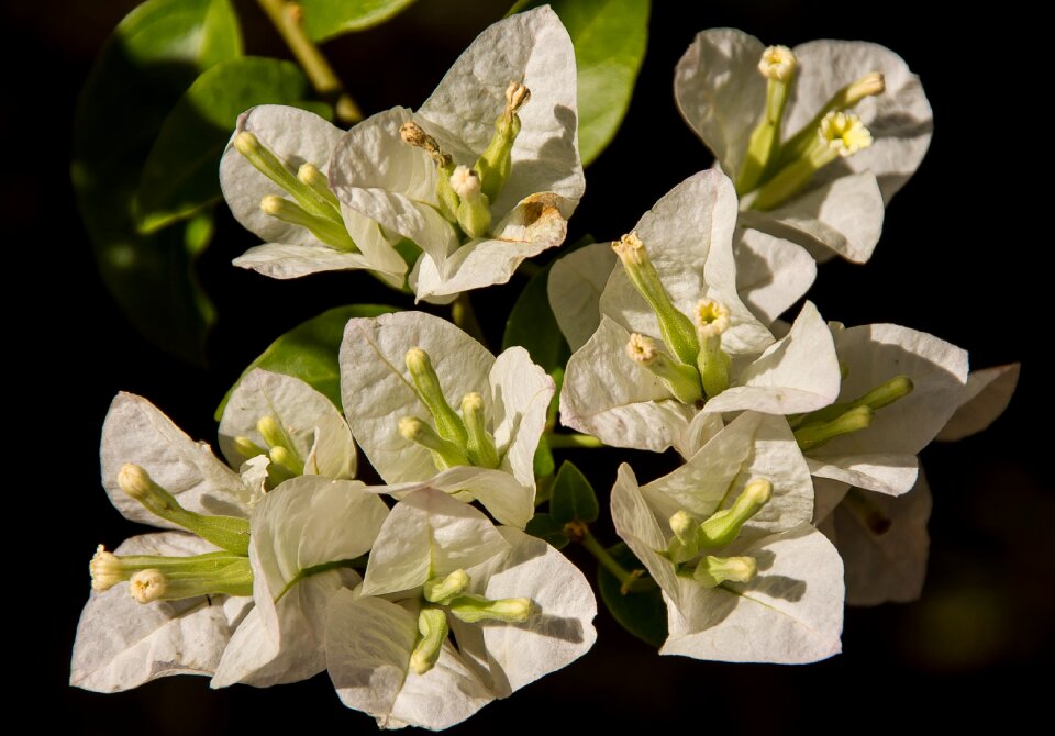 White garden sub-tropical