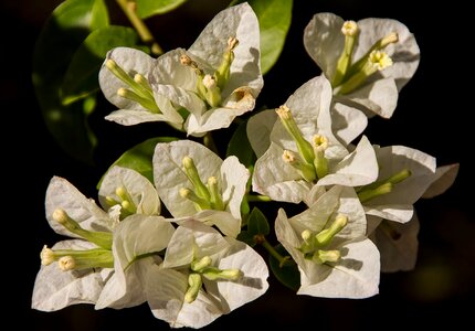 White garden sub-tropical