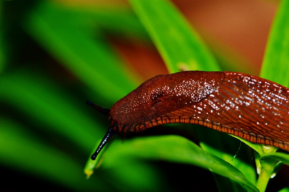 Pest nature animal
