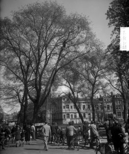 Bevrijding van poes boven in boom Frederiksplein, Bestanddeelnr 903-3194
