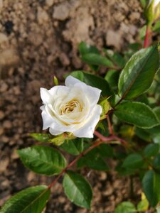 Summer flowers nature roses