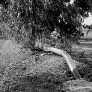 Bevloeiingswerken in Galilea Pijpleiding voor de sproeiinstallaties, Bestanddeelnr 255-4818