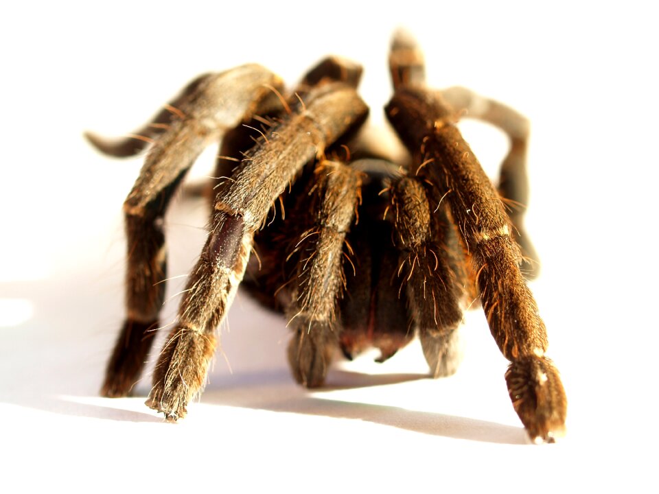 Hairy mexican redknee tarantula brown