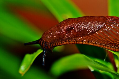 Pest nature animal