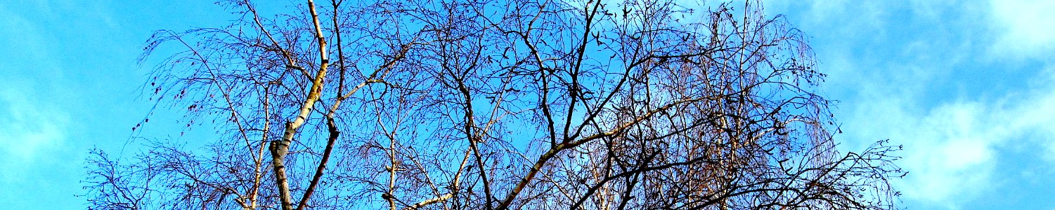 Betula pendula V-1