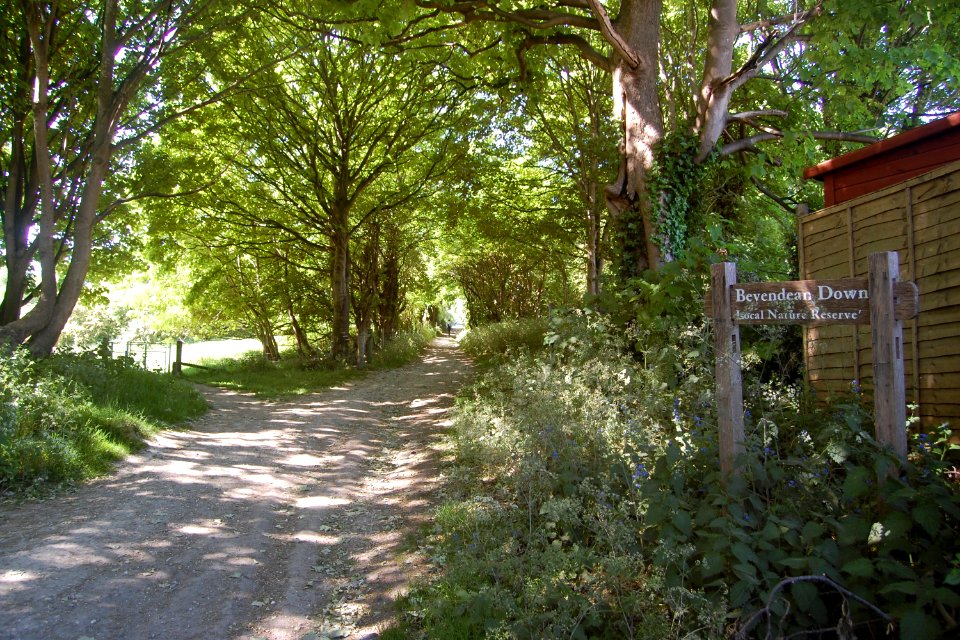Bevendean Down (Local Nature Reserve), Bevendean (May 2020) (1)
