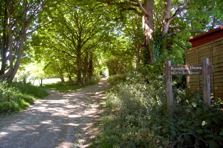 Bevendean Down (Local Nature Reserve), Bevendean (May 2020) (1)