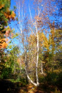 Betula platyphylla - Quarryhill Botanical Garden - DSC03356