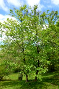 Betula schmidtii - Morris Arboretum - DSC00366