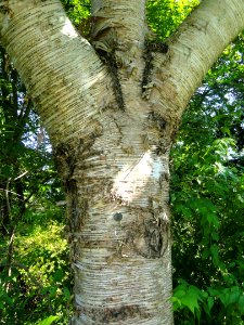 Betula maximowicziana - Botanischer Garten, Frankfurt am Main - DSC03338
