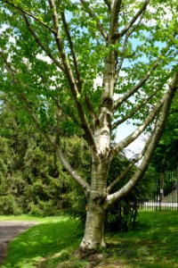 Betula maximowicziana - Morris Arboretum - DSC00358