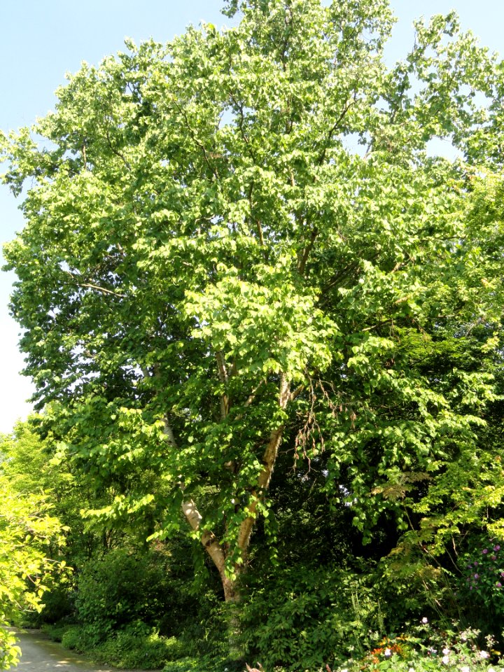 Betula maximowicziana - Botanischer Garten, Frankfurt am Main - DSC03341