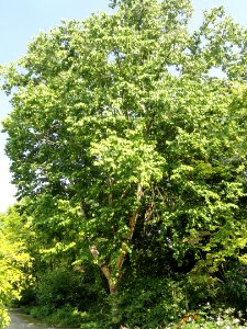 Betula maximowicziana - Botanischer Garten, Frankfurt am Main - DSC03341