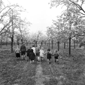 Betuwe in bloei, Bestanddeelnr 901-7070