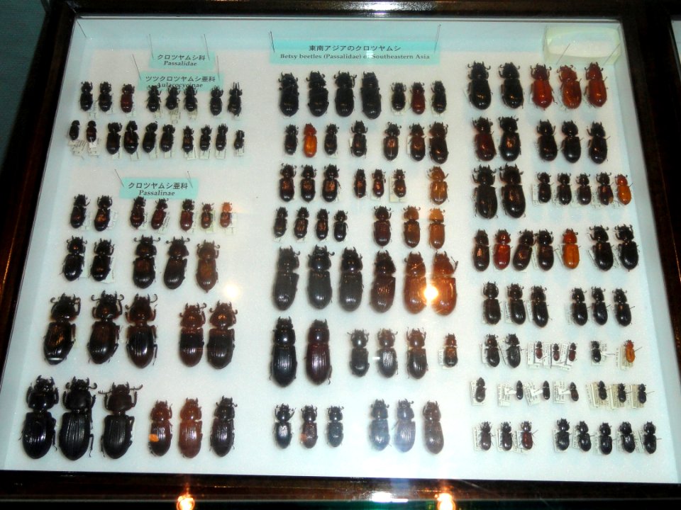Betsy beetles (Passalidae) of Southeastern Asia - Kyoto University Museum - DSC06482