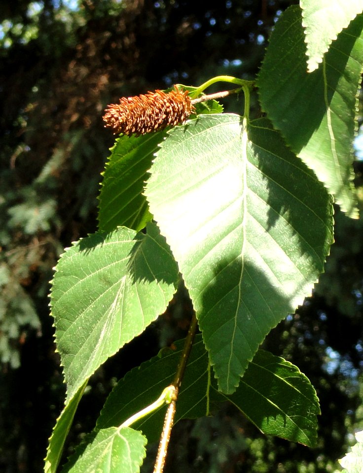 Betula ermanii - Botanical Garden in Kaisaniemi, Helsinki - DSC03472