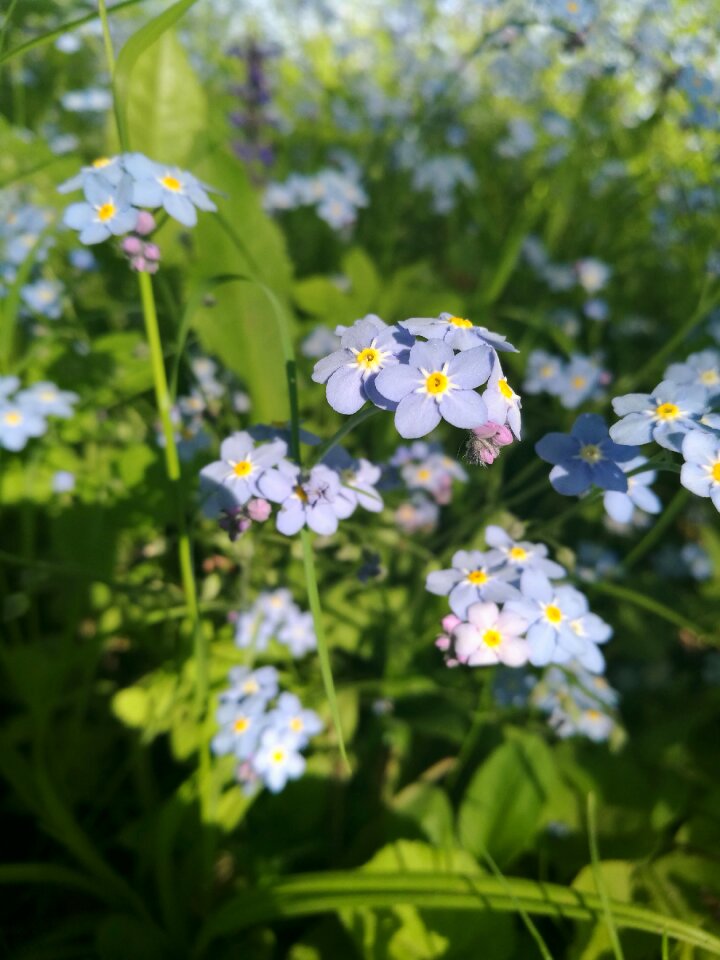 Nature closeup me-nots
