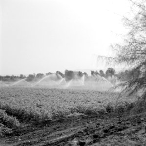 Bevloeiingswerken in Galilea Sproeiinstallatie op een stuk landbouwgrond in wer, Bestanddeelnr 255-4814