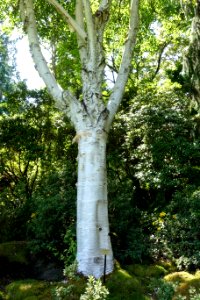 Betula utilis var. jacquemontii - VanDusen Botanical Garden - Vancouver, BC - DSC07348