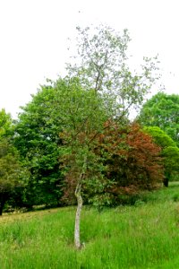 Betula szechuanica - Hillier Gardens - Romsey, Hampshire, England - DSC04366