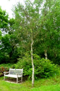 Betula litwinowii cf. - Hillier Gardens - Romsey, Hampshire, England - DSC04355