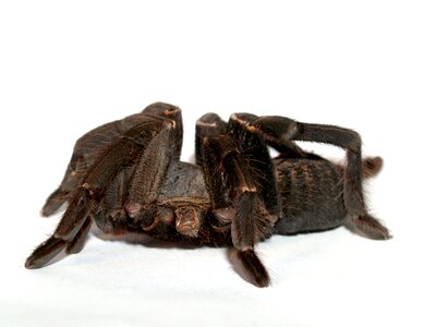 Hairy mexican redknee tarantula brown