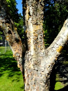 Betula ermanii - Botanical Garden in Kaisaniemi, Helsinki - DSC03471