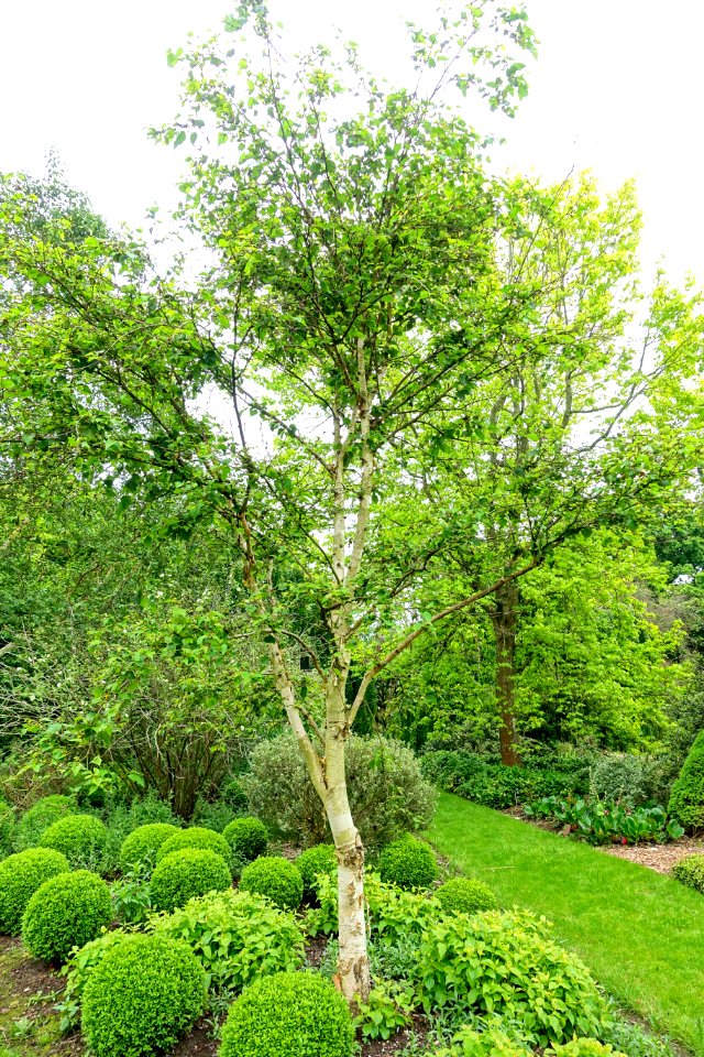 Betula ermanii - Hillier Gardens - Romsey, Hampshire, England - DSC04515