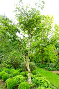 Betula ermanii - Hillier Gardens - Romsey, Hampshire, England - DSC04515