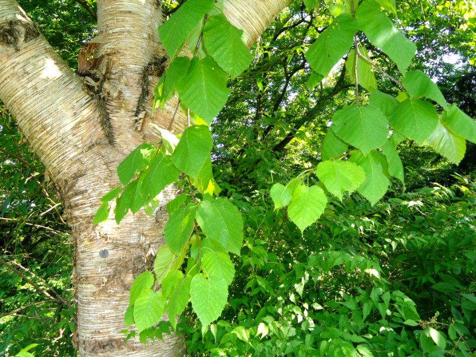 Betula maximowicziana - Botanischer Garten, Frankfurt am Main - DSC03340