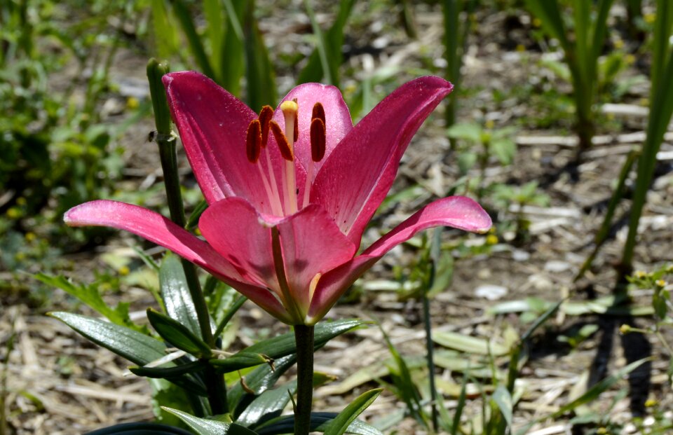 Flower garden pink