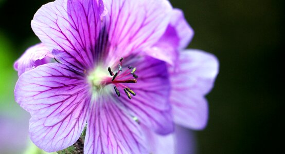 Blossom bloom blue photo