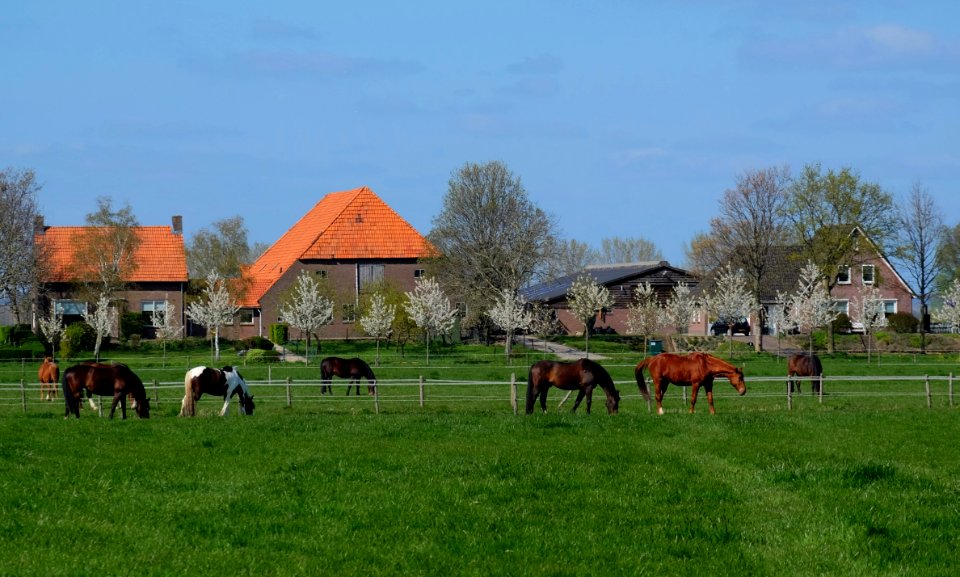 Betuws landschap in Bemmel