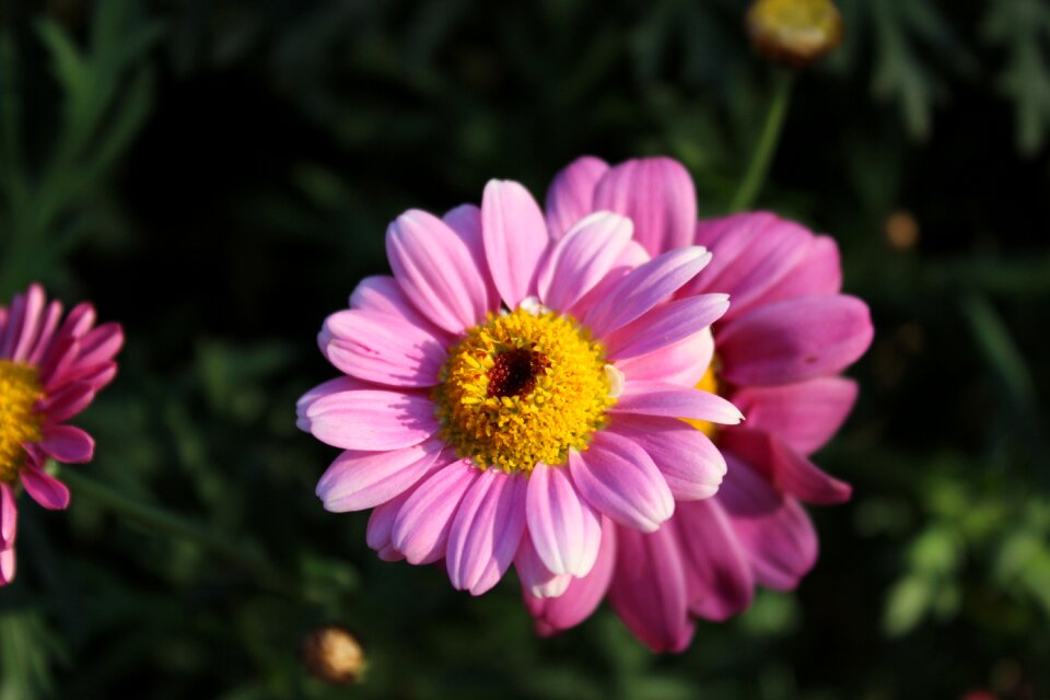 Echinacea flower medicinal