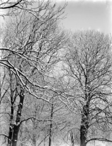 Besneeuwde bomen in het Vondelpark, Bestanddeelnr 252-0295