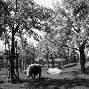 Betuwe in bloei, Bestanddeelnr 901-7065