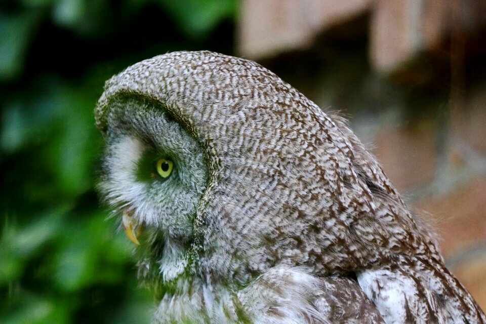 Forest dwellers nature plumage
