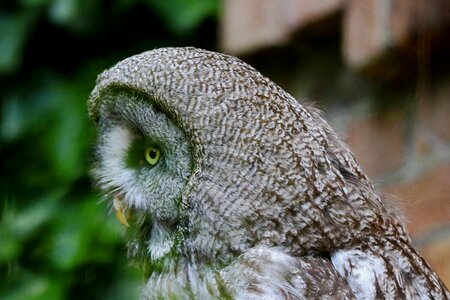 Forest dwellers nature plumage