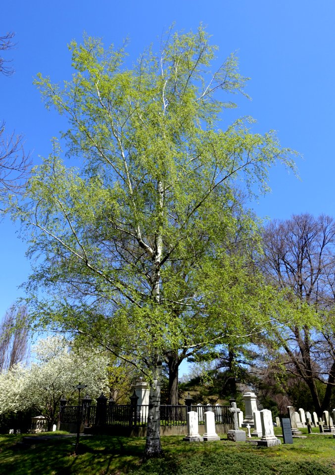 Betula pendula 'Dalecarlica' - Mount Auburn Cemetery - Cambridge, MA - DSC09176