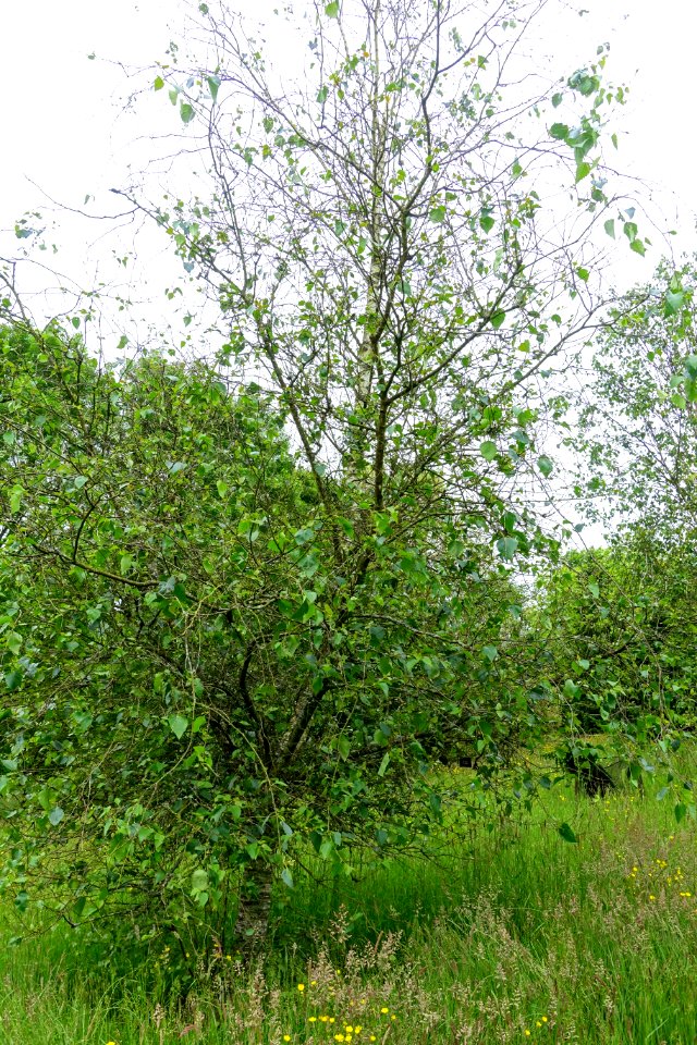 Betula litwinowii - Hillier Gardens - Romsey, Hampshire, England - DSC04360