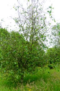 Betula litwinowii - Hillier Gardens - Romsey, Hampshire, England - DSC04360