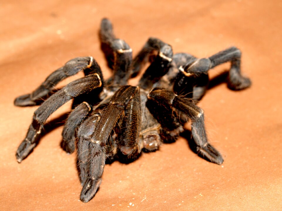 Hairy mexican redknee tarantula brown
