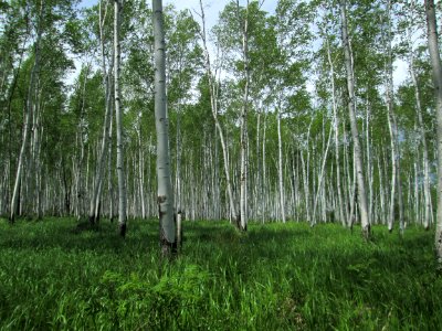 Betula platyphylla 01