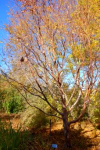 Betula utilis - Quarryhill Botanical Garden - DSC03366