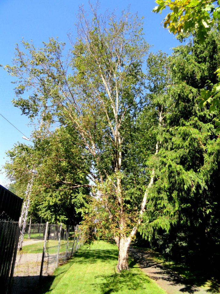 Betula ermanii - Botanical Garden in Kaisaniemi, Helsinki - DSC03473