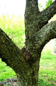 Betula schmidtii - Morris Arboretum - DSC00362