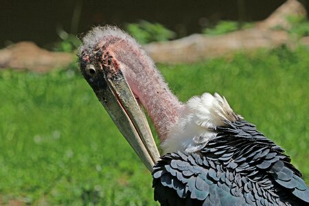 Animal scavengers nature