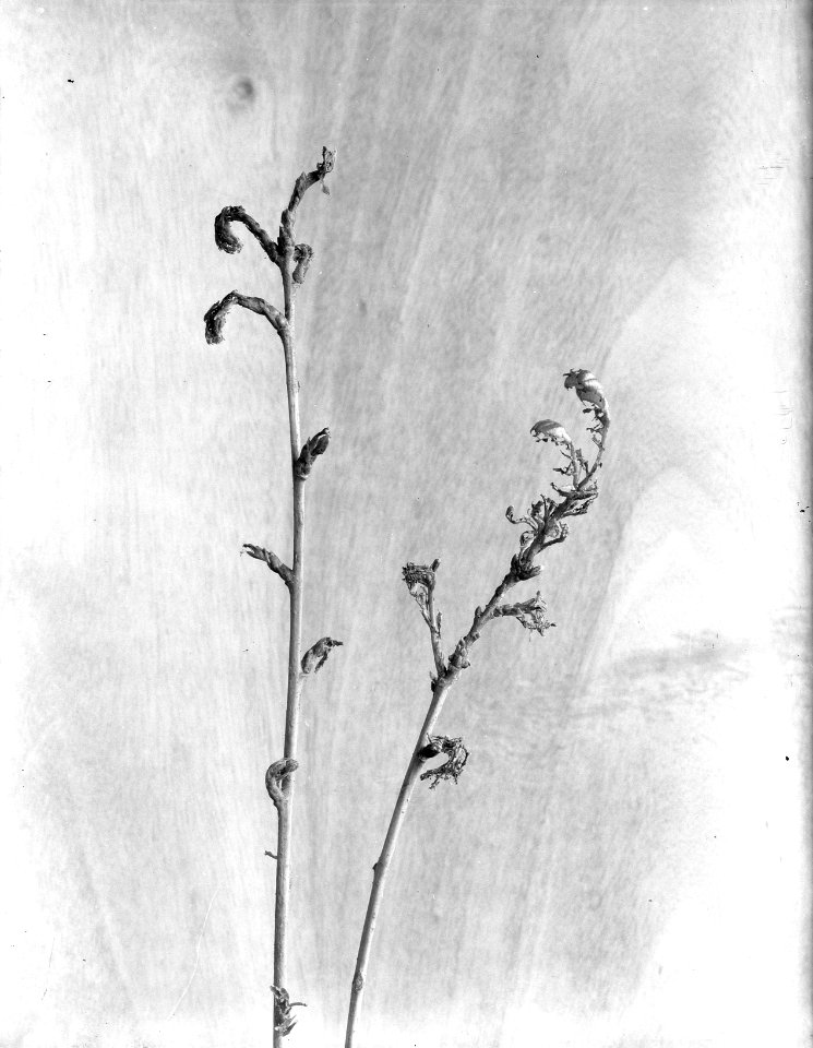 Beschadigingen, bomen, insecten, wintereik, bastaardsatijnvlinder, Bestanddeelnr 253-7423