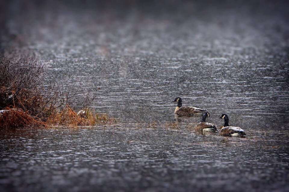 Lake nature water